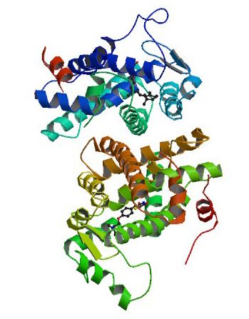 File:PBB Protein PPARG image.jpg