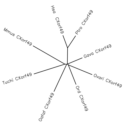 File:Phylogenetic tree1.png