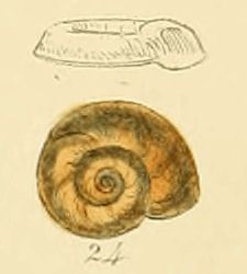 File:Planorbis marginatus (Sowerby).jpg