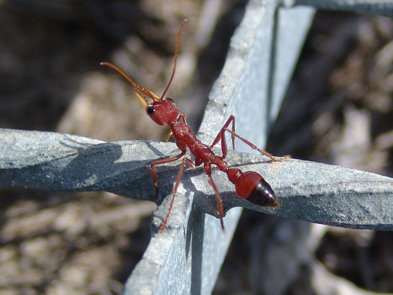 File:Red bull ant.jpg