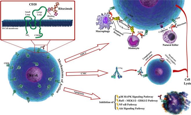 File:Rituximab mechanisms of action.jpg