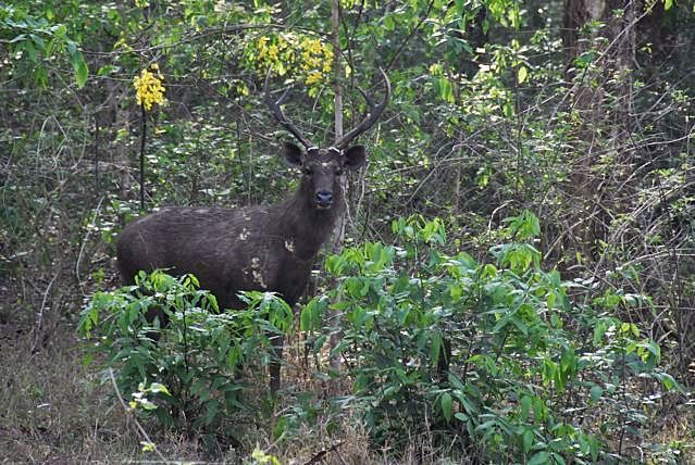 File:Sambar-deer-in-forest.jpg