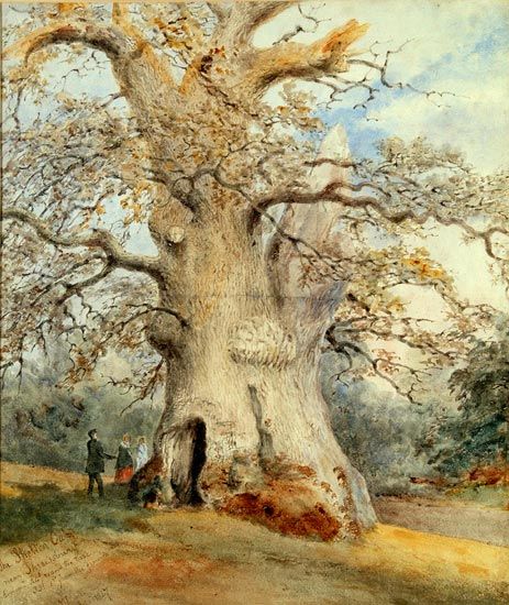 File:Shelton oak.jpg