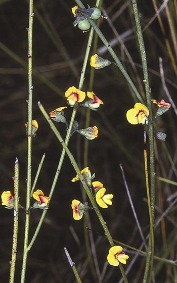 File:Sphaerolobium vimineum.jpg