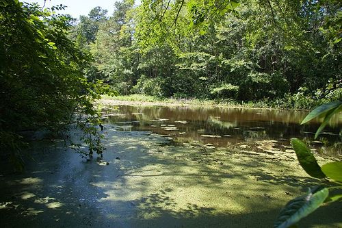 File:Trap Pond State Park.jpg