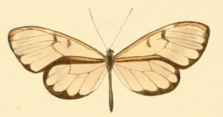 File:Velamysta pupilla.JPG