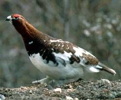 File:WillowPtarmigan23.jpg