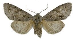 File:Acronicta americanaZK.jpg