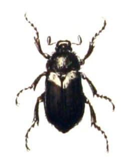 File:Amphimallon.atrum.-.calwer.19.09.jpg