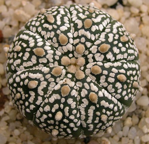 File:Astrophytum asterias superkabuto.jpg