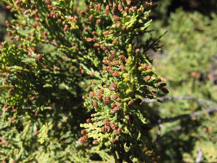 File:Austrocedrus chilensis.jpg