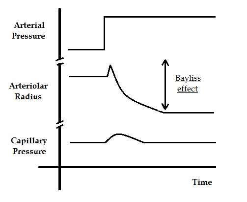 File:Bayliss effect.png