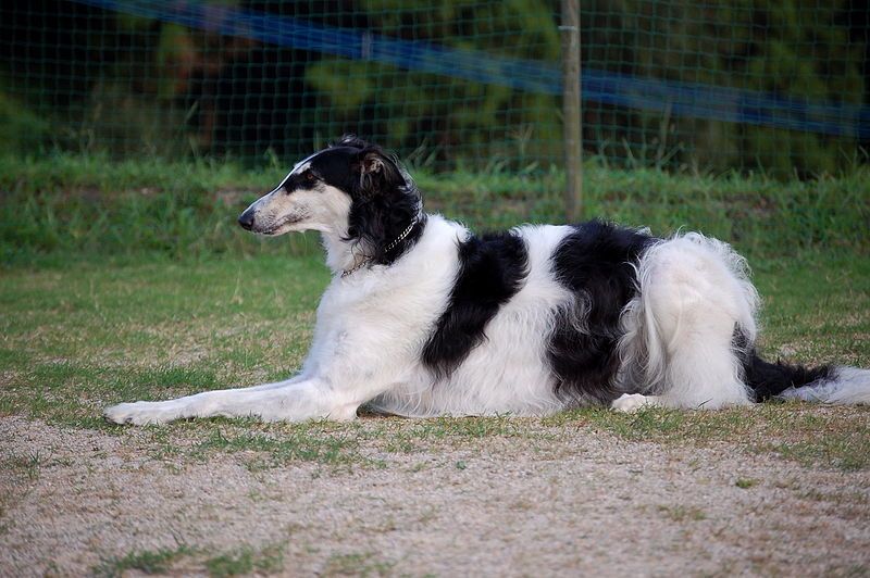 File:Black and white borzoi.jpg