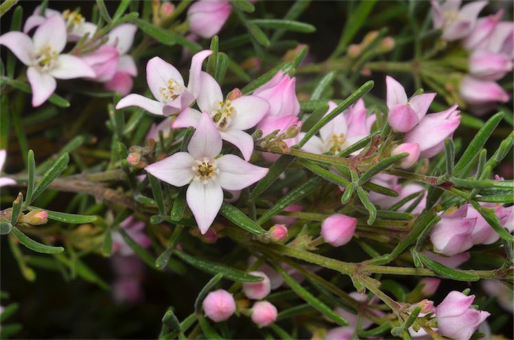 File:Boronia hippopala.jpg