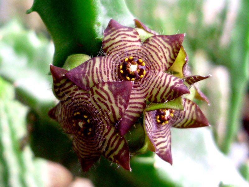 File:Caralluma europaea (Guss.) N.E.Br. flower 01.jpg