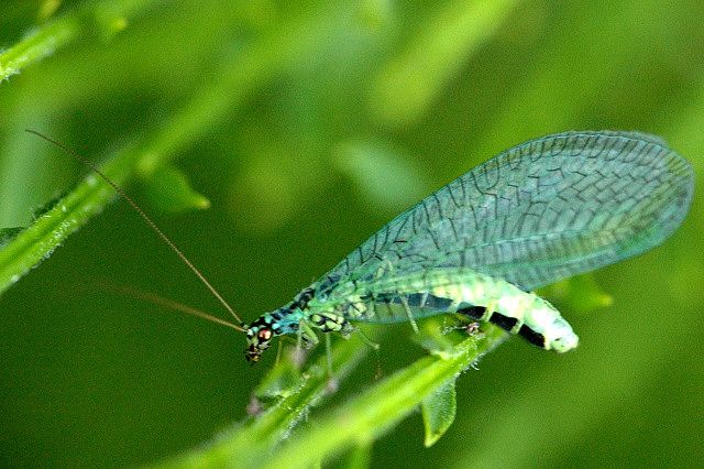 File:Chrysopa perla 02.jpg