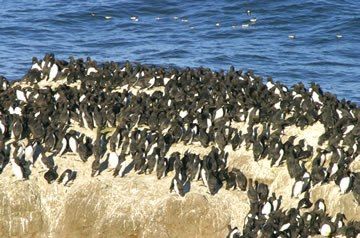 File:Common Murre Colony.jpg