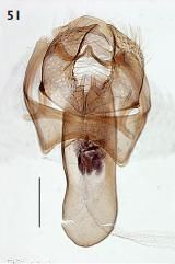 File:Ectoedemia heckfordi male genitalia2.JPG