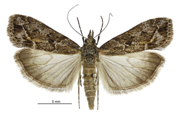 File:Eudonia submarginalis female3.jpg