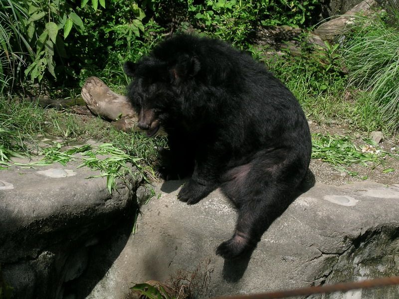 File:Formosan Black Bear01.jpg