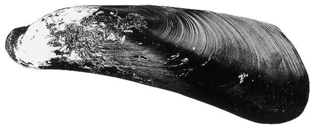 File:Gigantidas tangaroa.jpg