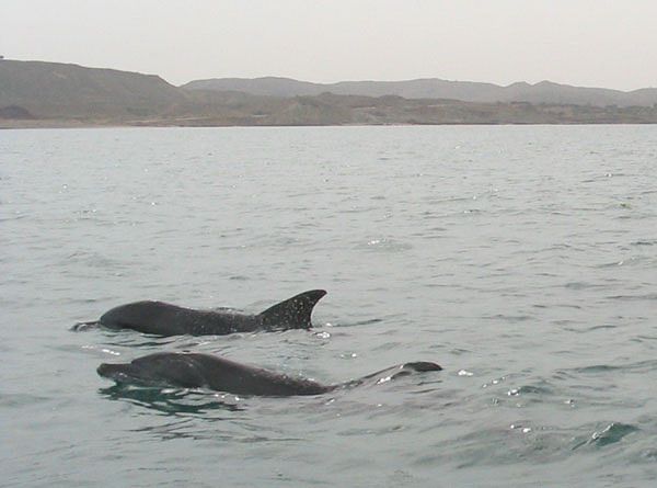 File:HengamDolphins.jpg