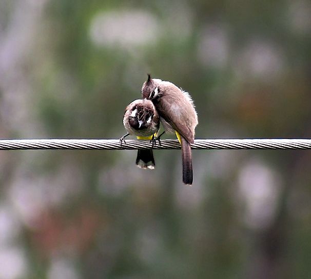 File:Himalayan Bulbuls - Himachal- I IMG 3118.jpg