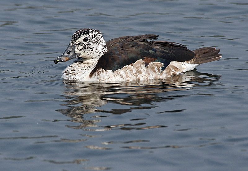 File:Knob-billed Duck (female) I IMG 0985.jpg