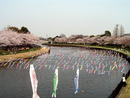 File:Koinobori.jpg