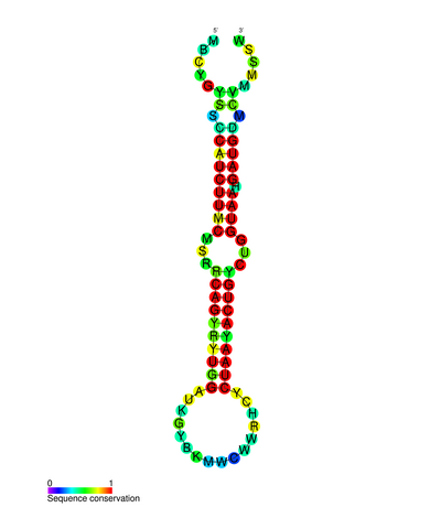 File:MiR-200 secondary structure.png