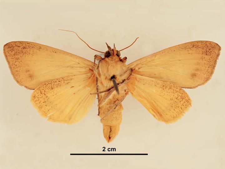 File:Ophiusa discriminans male ventral.jpg