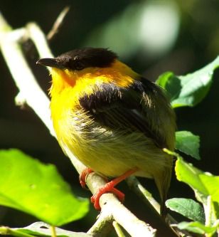 File:Orange-collared Manakin.jpg