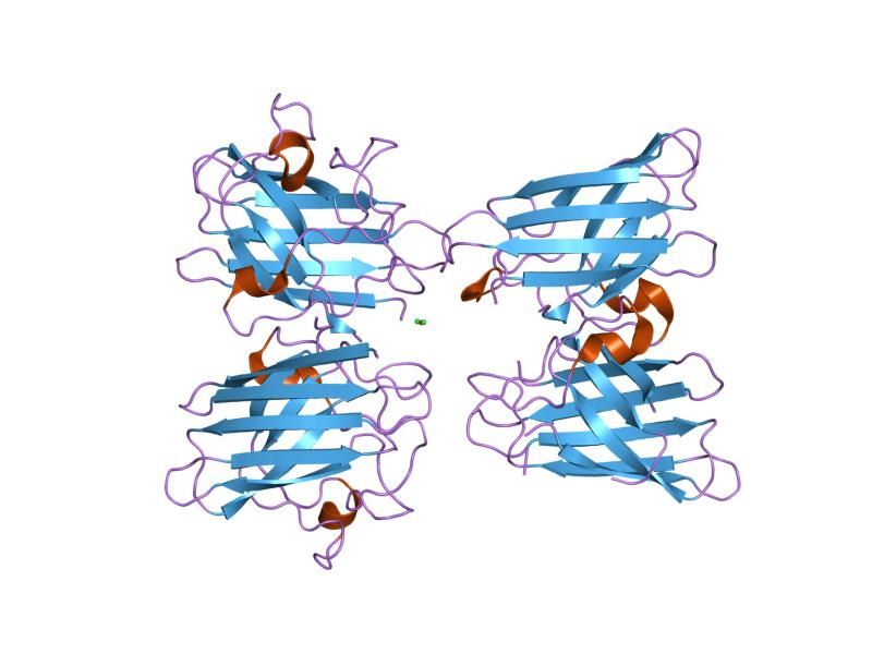 File:PDB 1hl4 EBI.jpg