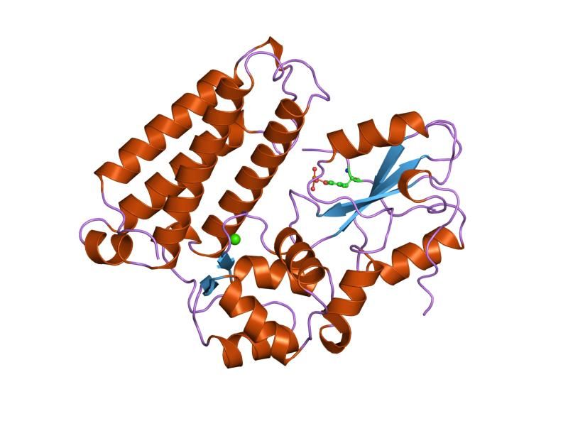 File:PDB 2cbl EBI.jpg