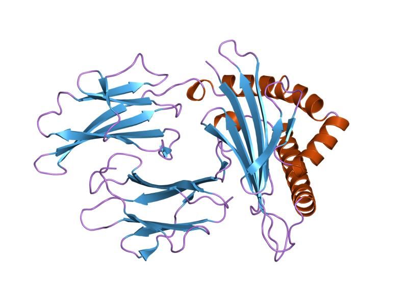 File:PDB 3hla EBI.jpg