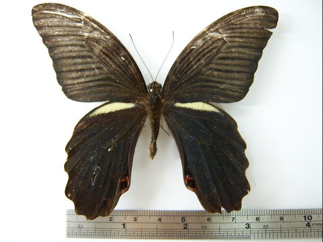 File:Papilio protenor01.JPG