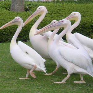 File:Pelicans at Yokohama Hakkeijima Sea Paradise.jpg