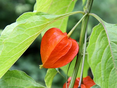 File:Physalis alkekengi franchetii1SHSU.jpg