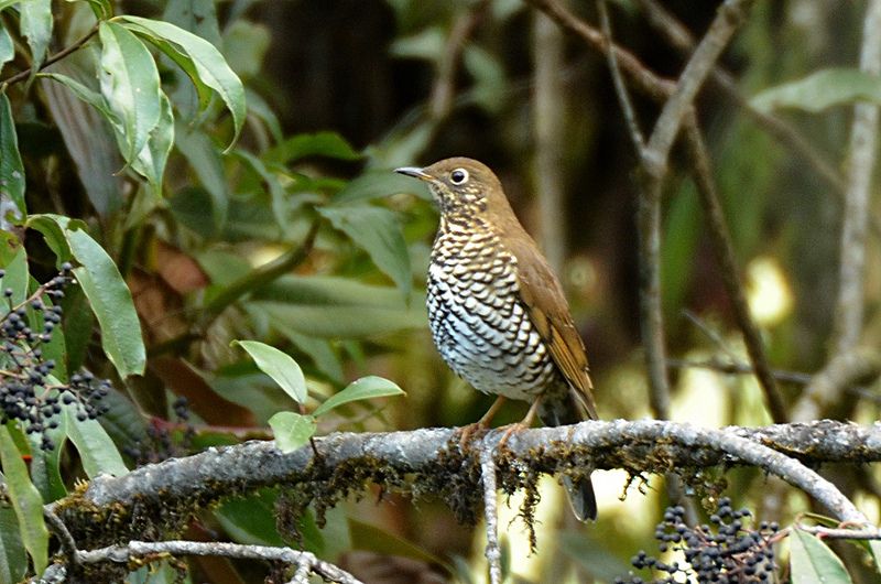 File:Plain-backed thrush, Mishmi Hills, Arunachal Pradesh, India.jpg