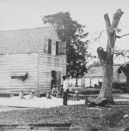 File:Preparing cotton for the gin 1862.jpg