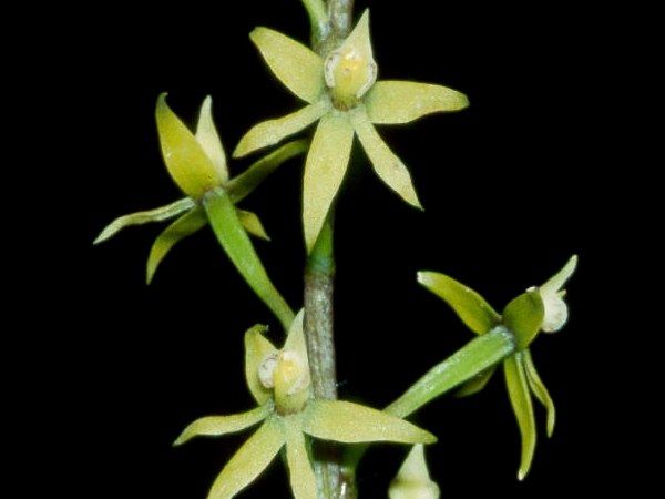 File:Prosthechea grammatoglossa.jpg