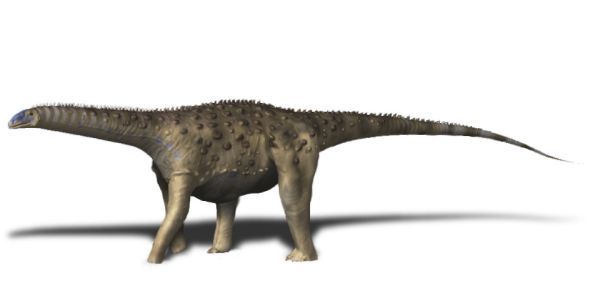 File:Saltasaurus loricatus.jpg