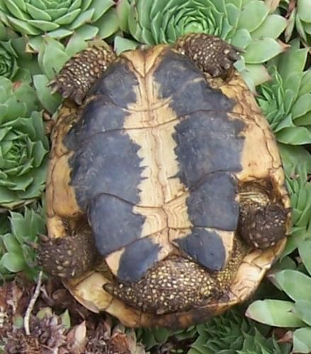 File:Testudo hermanni hermanni male 2.JPG