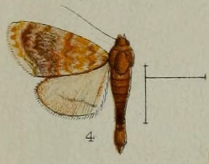 File:04-Homophysa polycyma=Glaphyria polycyma (Hampson, 1898).JPG