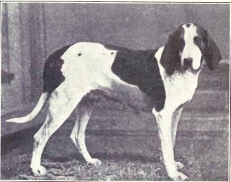 File:American Foxhound from 1915.JPG