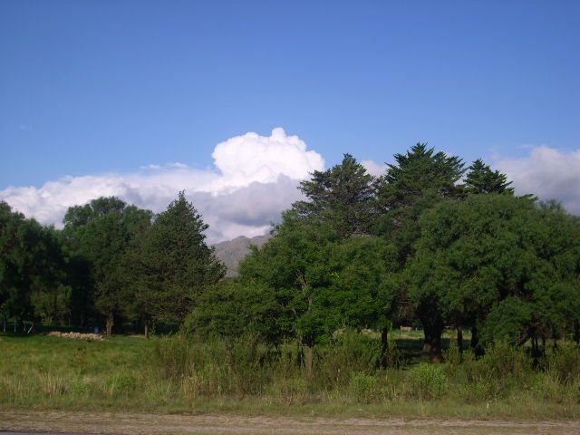 File:Arboles y nube.JPG