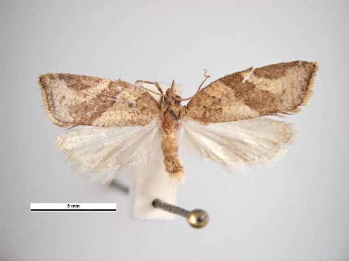 File:Argyrotaenia franciscana male.jpg