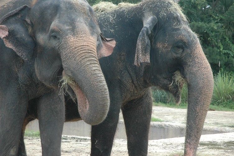 File:Asian Elephants.JPG