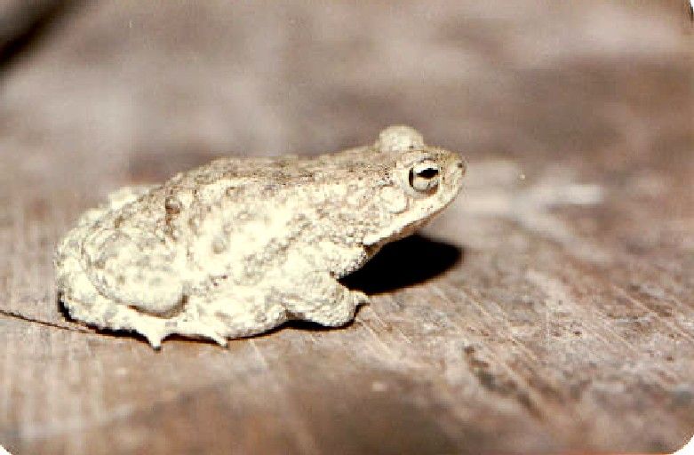 File:Bufo stomaticus04.jpg