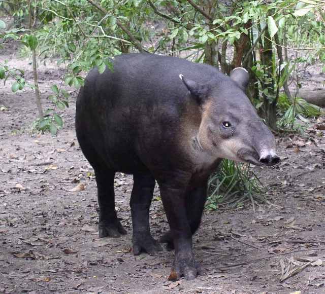 File:Central American Tapir-Belize20.jpg